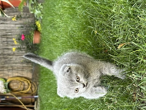 Pisica british shorthair - imagine 2