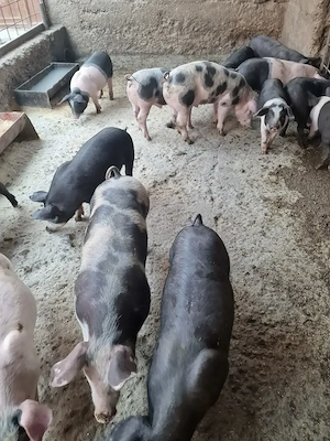Purcei de vanzare