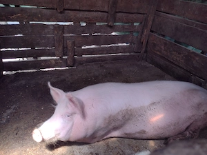 Vând animale pentru sacrificat sau crescut  - imagine 2