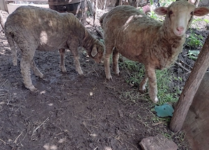 Vând animale pentru sacrificat sau crescut 