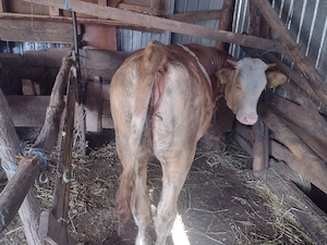 Vând animale pentru sacrificat sau crescut  - imagine 3