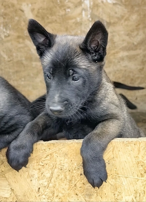 Catei Malinois din parinti de Top,Ciobanesc belgian,catel,pui - imagine 3