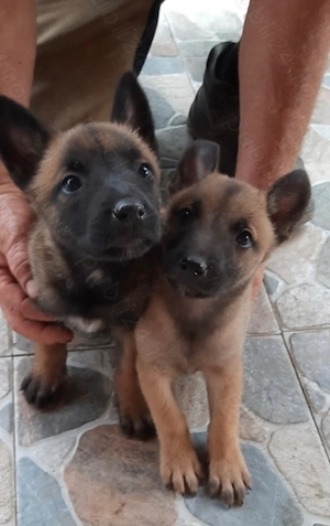 Vand puiuti Ciobanesti belgieni malinois disponibili dupa data de 17 iulie rezervari la teltefon