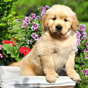 Pui Golden Retriever- Companionul Ideal pentru Familia Ta! - imagine 2