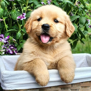 Pui Golden Retriever- Companionul Ideal pentru Familia Ta!