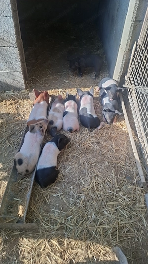 Purcei de 9 saptamani