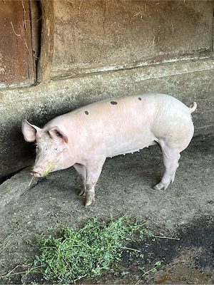 Porc de tara 