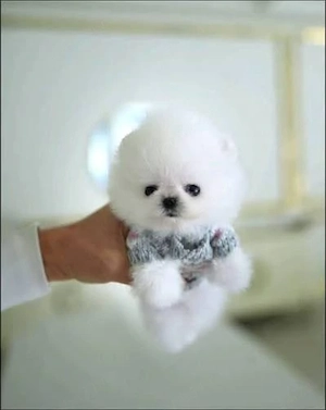 pomeranian mini 