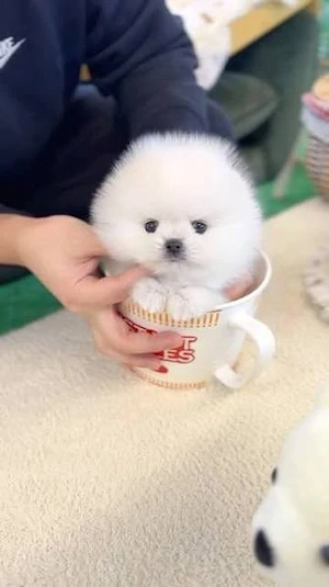 pomeranian mini  - imagine 2