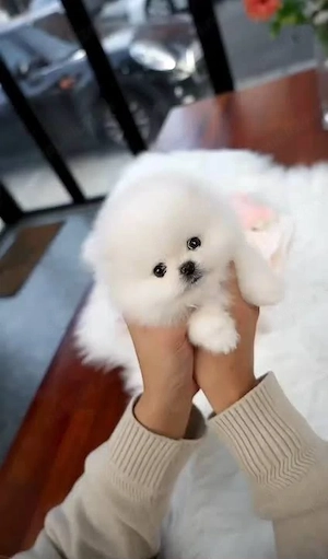 Pomeranian cea mai mica talie asigur transportul  - imagine 2