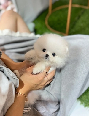 Pomeranian cea mai mica talie asigur transportul  - imagine 3