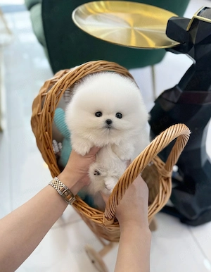 Pomeranian teeacups - imagine 3
