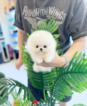 Pomeranian teeacup mini - imagine 5