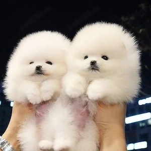 Pomeranian teeacup mini - imagine 3