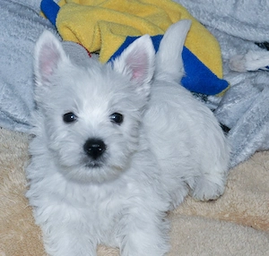 Pui westie cu pedigree - imagine 3