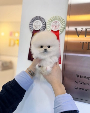 Pomeranian cea mai mica talie asigur transportul  - imagine 4