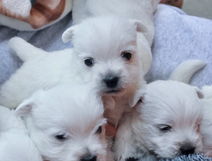 Pui westie cu pedigree - imagine 4