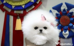 Pomeranian teeacups - imagine 2