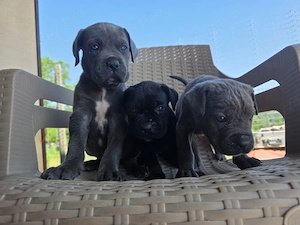 Pui cane Corso Părinți cu pedigree 