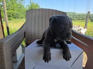Pui cane Corso Părinți cu pedigree  - imagine 2