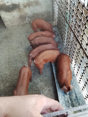 purcei duroc