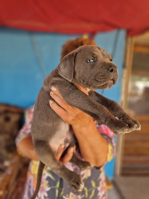 Cane Corso(Linie extraordinara!)