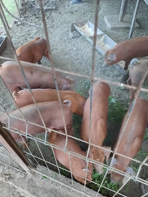 purcei rasa DUROC castrati - imagine 3