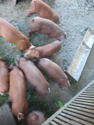 purcei rasa DUROC castrati - imagine 2