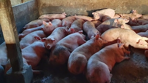 soldani de carne 60-75 kg