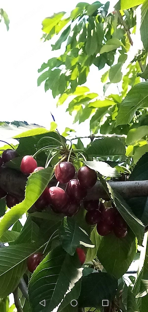 vand cirese pentru consum sau compot din gradina proprie bio , organice 100 % nu au fost stropite 