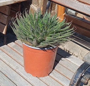 Plante suculente