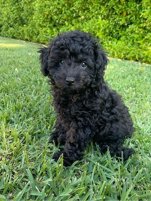 Caniche pudel pitic - imagine 3