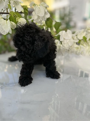 Caniche pudel pitic - imagine 2