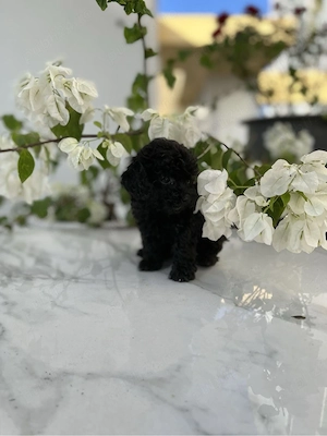 Caniche pudel pitic - imagine 4