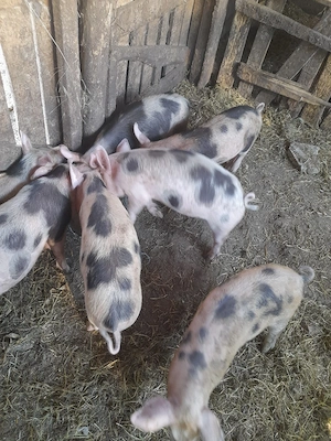 purcei de vanzare
