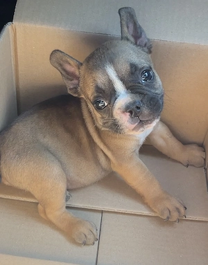 Bulldog francez buldog