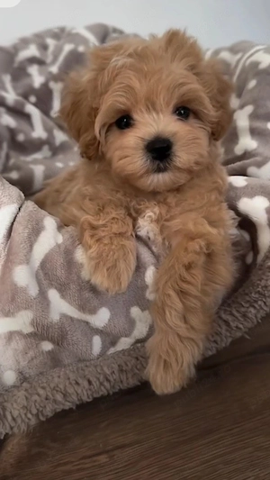 Baietel maltipoo mini  - imagine 2
