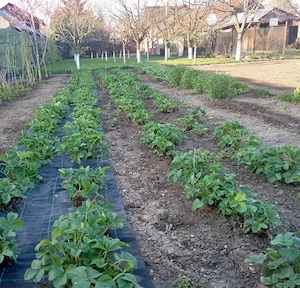 Casă de vânzare în județul Prahova, comuna Drăgănești, sat Cornu de Jos, str. Principală  - imagine 9