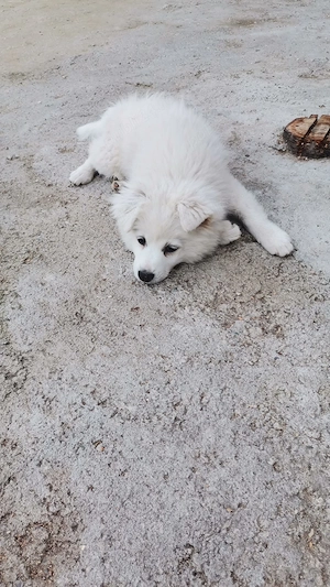 pui spitz japonez brasov
