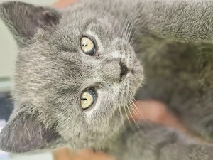 Motani British Shorthair 