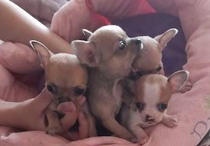 Pui superbi de Chihuahua pentru tine - imagine 3