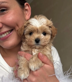 Maltipoo Toy Korea Cappucino ( bear type -ursulet