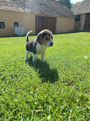 Cățel Beagle Tricolor 