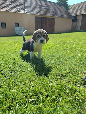 Cățel Beagle Tricolor  - imagine 2