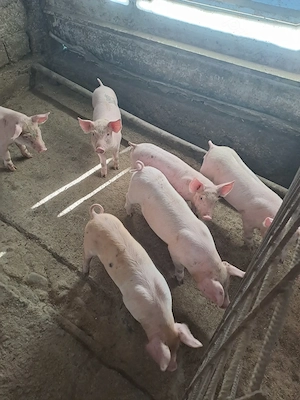 Vand purcei de 7 săptămâni 