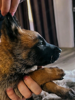  Disponibili  ciobănesc Belgian Malinois  - imagine 2