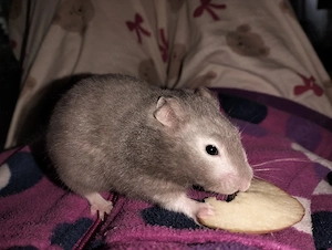 Vând urgent pui de Hamster sirian  - imagine 3