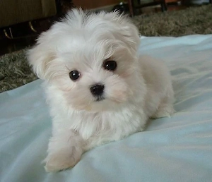 Bichon maltez toy  - imagine 2
