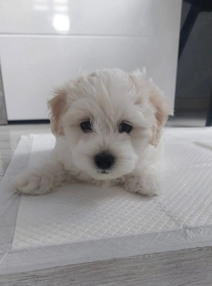 Vand bichon talie mini 6 saptamani baietel