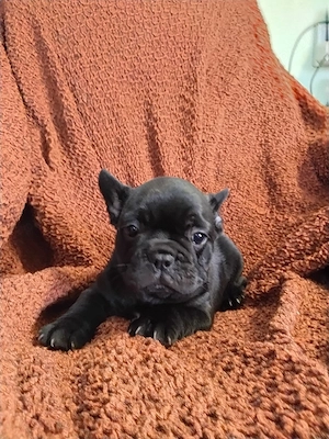 femela bulldog francez